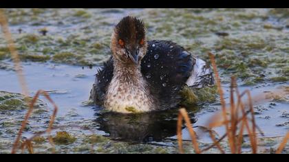 Karaboyunlu batağan