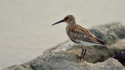 Karakarınlı kumkuşu