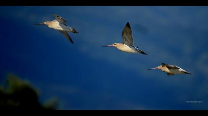 Kıyı çamurçulluğu