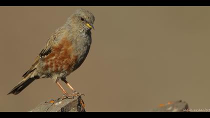 Büyük dağbülbülü