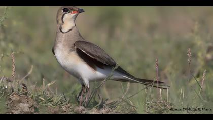 Bataklıkkırlangıcı