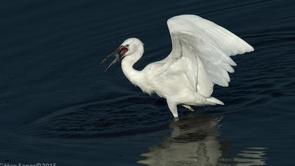 Küçük ak balıkçıl