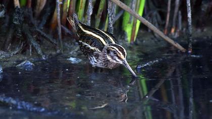 Küçük suçulluğu