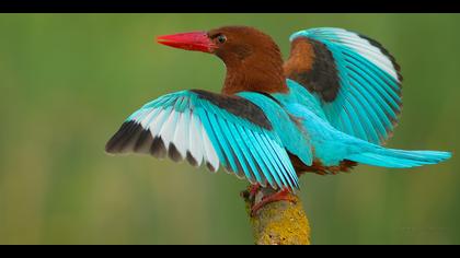 İzmir yalıçapkını