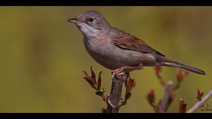 Akgerdanlı ötleğen