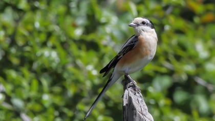 Maskeli örümcekkuşu