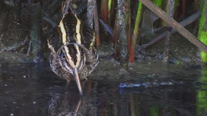 Küçük suçulluğu