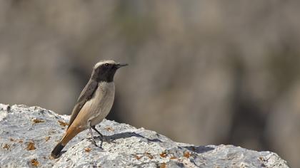 Kızılca kuyrukkakan