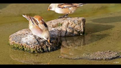 Bıyıklı baştankara