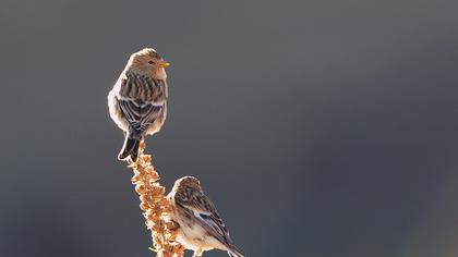Sarıgagalı ketenkuşu