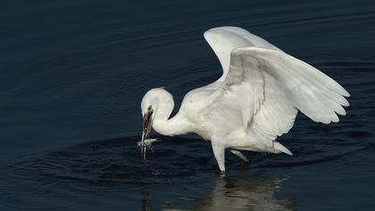 Küçük ak balıkçıl