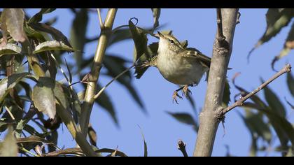 Sarıkaşlı çıvgın