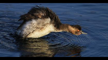 Karaboyunlu batağan
