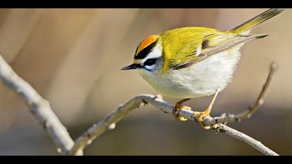 Sürmeli çalıkuşu