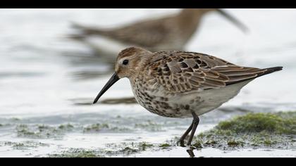 Karakarınlı kumkuşu