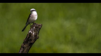 Kızılsırtlı örümcekkuşu