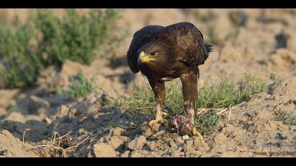 Küçük orman kartalı