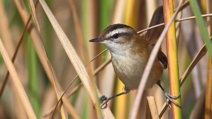 Bıyıklı kamışçın