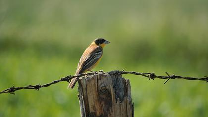 Karabaşlı kirazkuşu