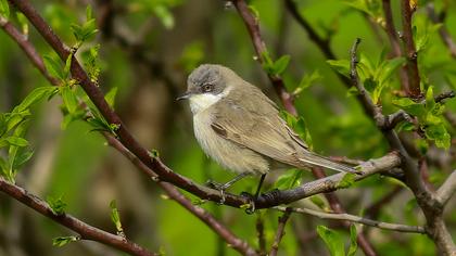 Küçük akgerdanlı ötleğen