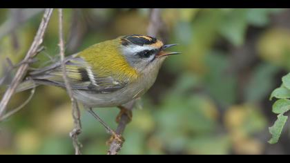 Sürmeli çalıkuşu