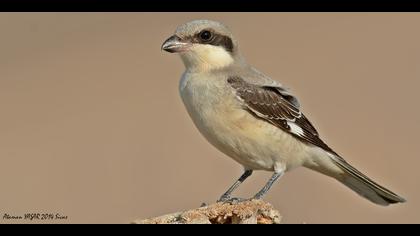 Karaalınlı örümcekkuşu