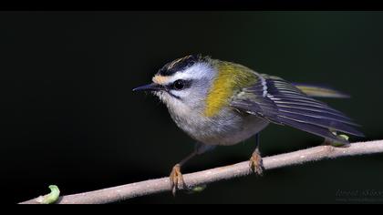 Sürmeli çalıkuşu