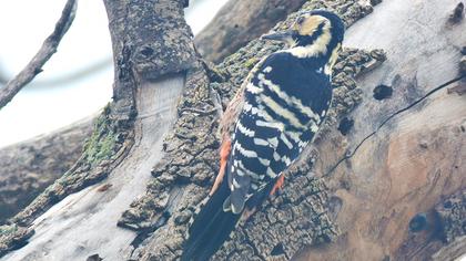 Aksırtlı ağaçkakan