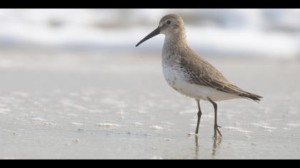 Karakarınlı kumkuşu