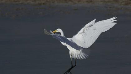 Büyük ak balıkçıl