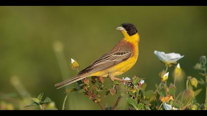 Karabaşlı kirazkuşu