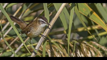 Bıyıklı kamışçın