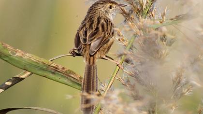 Dikkuyruklu ötleğen