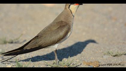 Bataklıkkırlangıcı