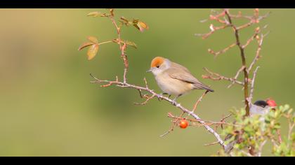 Karabaşlı ötleğen
