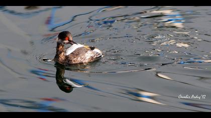 Karaboyunlu batağan