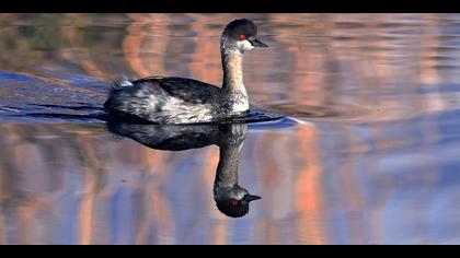 Karaboyunlu batağan