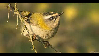 Sürmeli çalıkuşu
