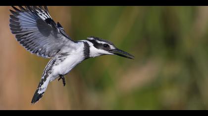 Alaca yalıçapkını
