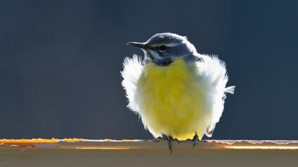 Dağ kuyruksallayanı