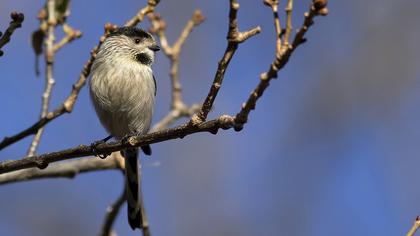 Uzunkuyruklu baştankara