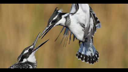 Alaca yalıçapkını