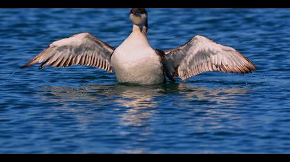 Karagerdanlı dalgıç