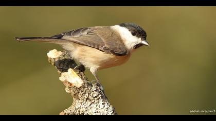 Kayın baştankarası