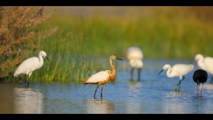 Küçük ak balıkçıl