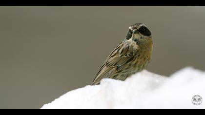 Sürmeli dağbülbülü