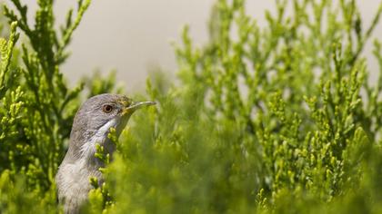 Bıyıklı ötleğen