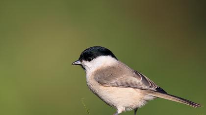 Kayın baştankarası