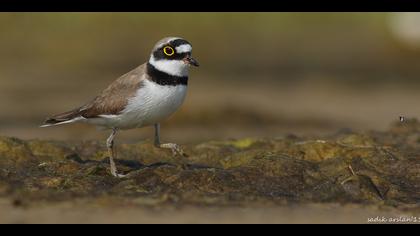 Halkalı küçük cılıbıt