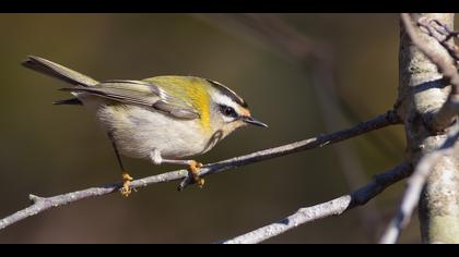 Sürmeli çalıkuşu